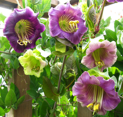 Cobaea Scandens seeds - seed packets