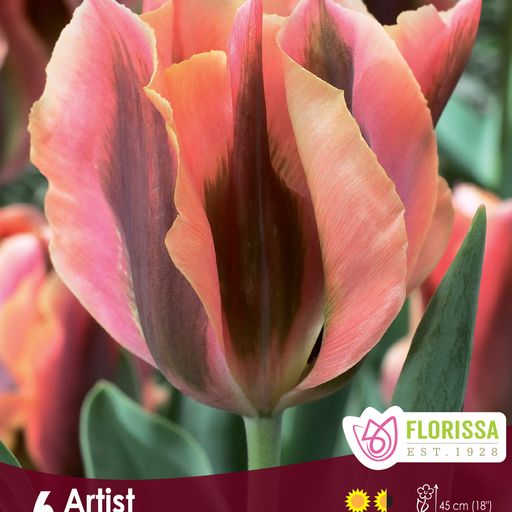 Tulip Artist