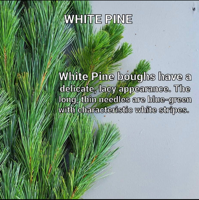 White Pine Boughs