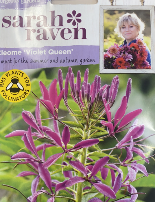 Cleome 'Violet Queen' - Seed Packet- Sarah raven