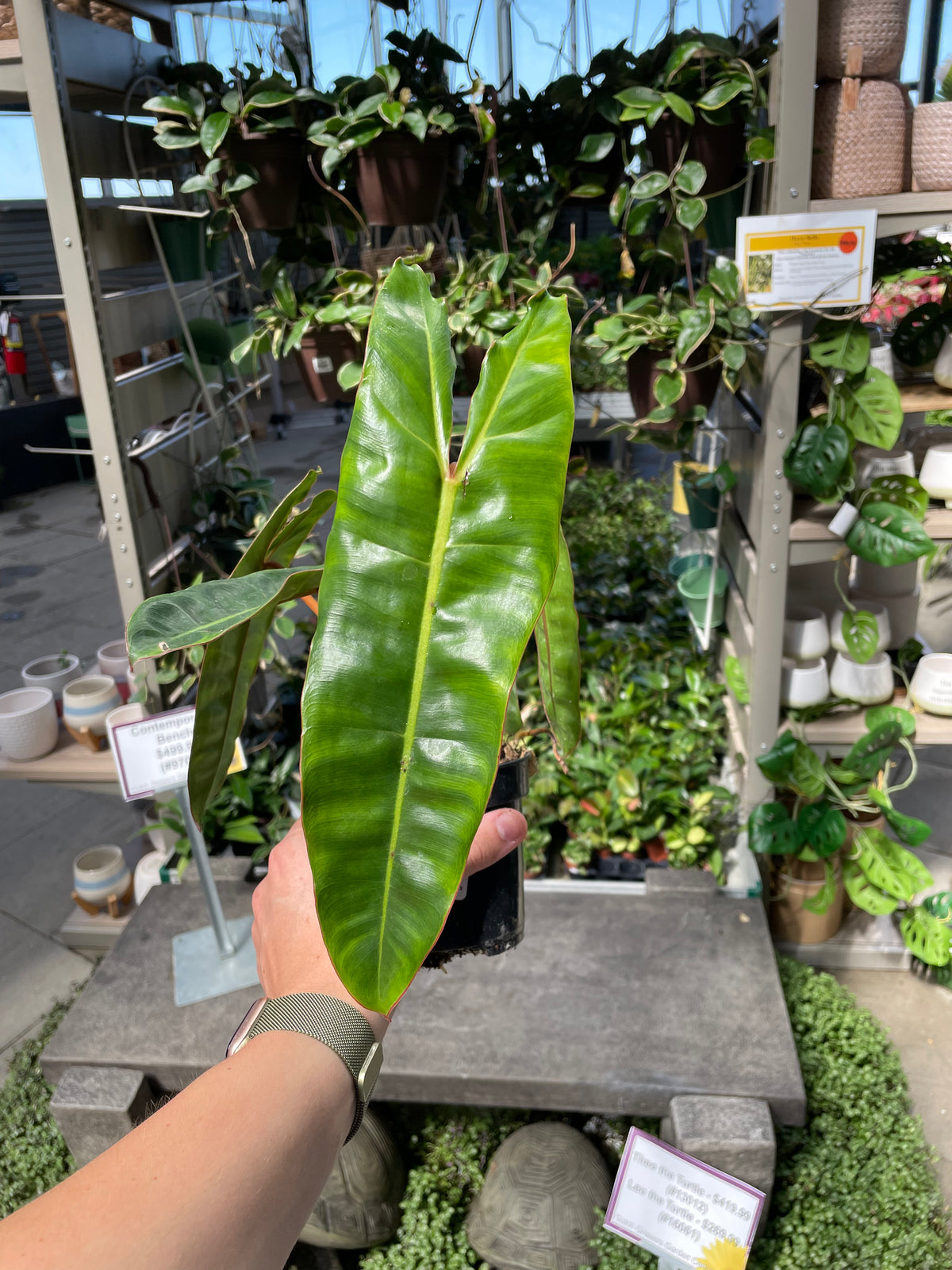 philodendron billietiae in the wild Philodendron Billietiae — Dutch Growers Regina