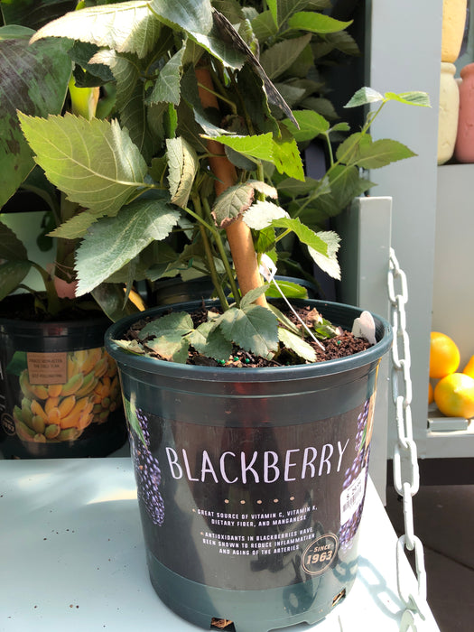 Blackberry Freedom 1 gallon plant