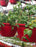 Red Pot veggies Tumbler cucumber strawberry Hanging Basket-