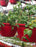 Annual Basket Red Vegetables