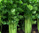 Celery plants 4” pot size