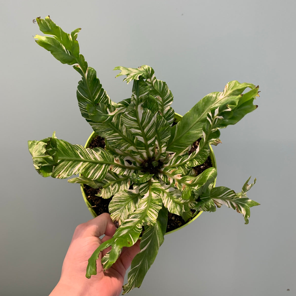variegated birds nest fern care Variegated Birds-nest Fern — Dutch Growers Regina