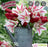 Companion Fall Bulbs tulips- Jazzberry Jam