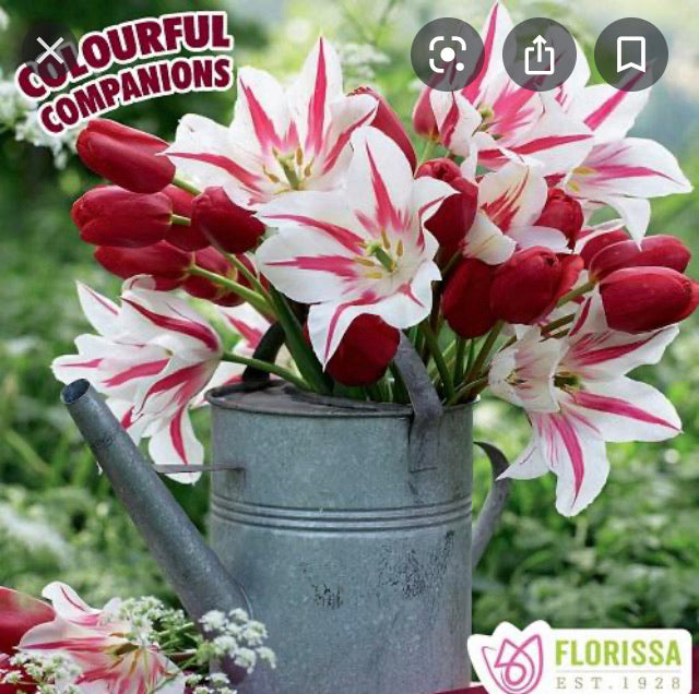 Companion Fall Bulbs tulips- Jazzberry Jam