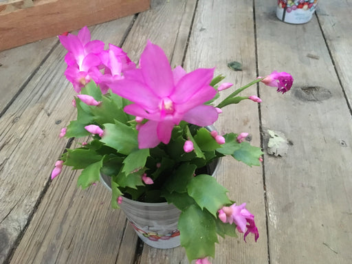 Christmas Cactus 2.5"