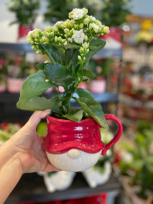 Gnome planter with Kalanchoe