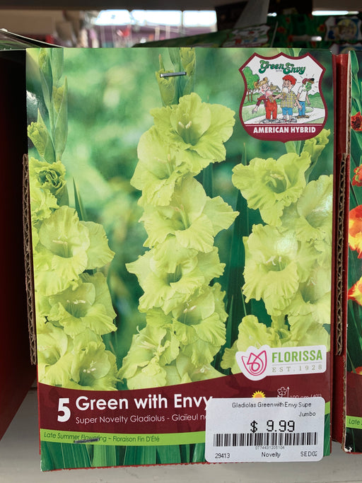 Gladiolus-Super Novelty-Green with Envy