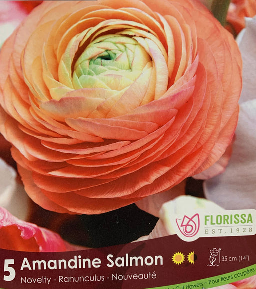 Ranuncules - Amandine Salmon - Bulb