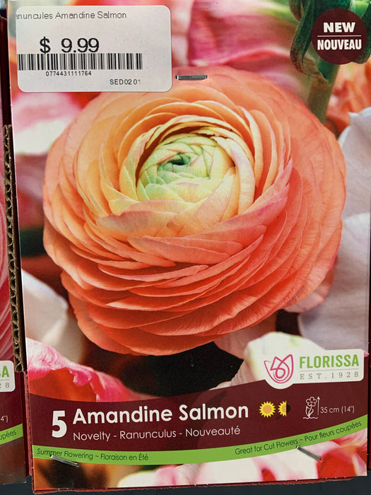 Ranuncules - Amandine Salmon - Bulb
