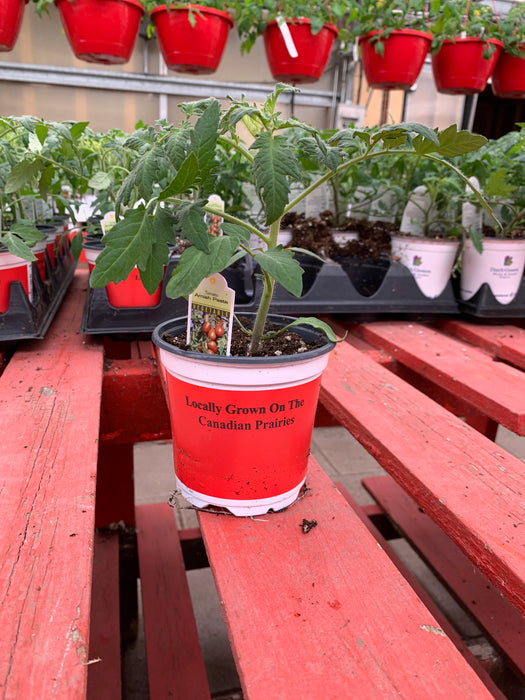 Tomato plant  mini 4 pack pot size.