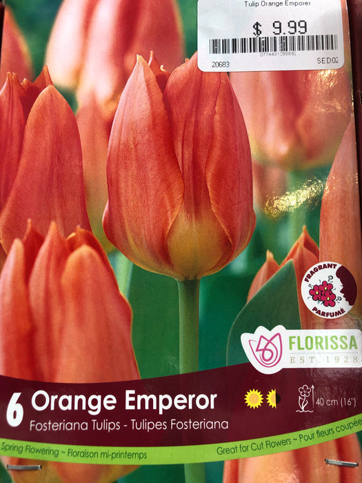 Tulip Fosteriana