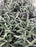 Helicrysum licorice plant