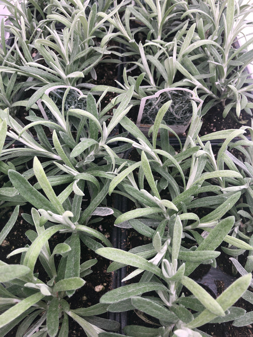 Helicrysum licorice plant