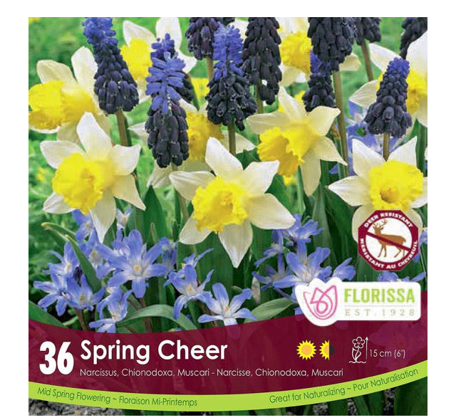 Companion Spring Cheer Narcissus, Chionodoxa, & Muscari