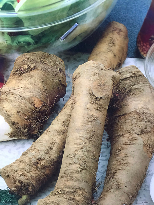 Horseradish bare root
