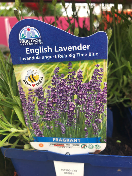 Lavendar perennial