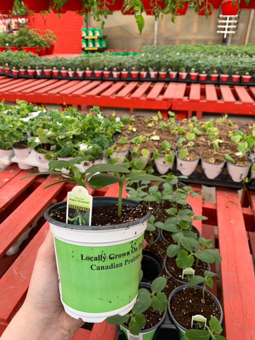 Cucumber plant 4” pot size