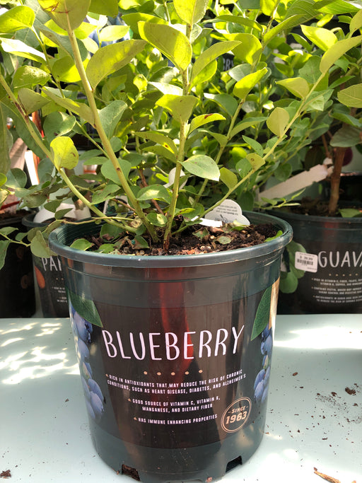 Blueberry- Sunshine 1 gallon plant