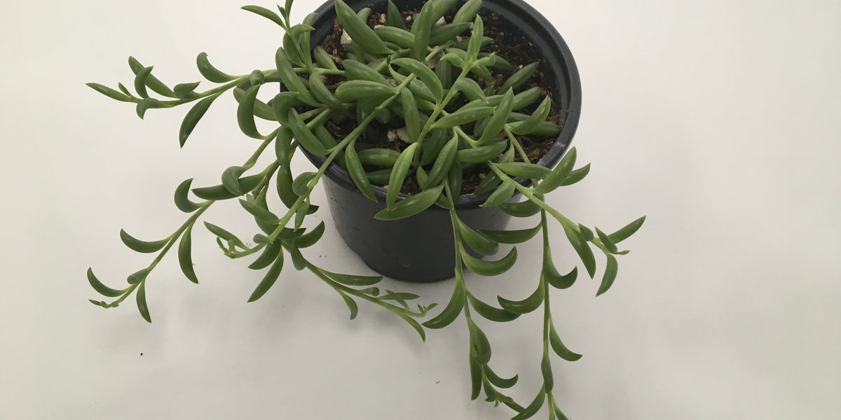 String of Beans Plant — Dutch Growers Regina