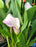 Calla Lilly Potted Plant