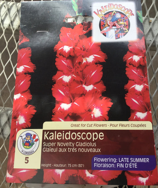 Gladiolas -Super Novelty - Kaleidoscope