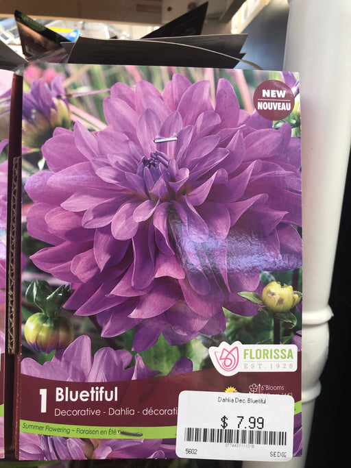 Dahlia Bluetiful