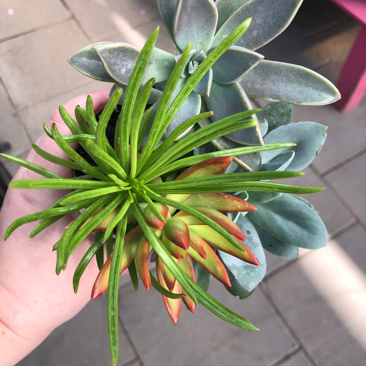 potted succulent dst Mixed succulent pots — Dutch Growers Regina