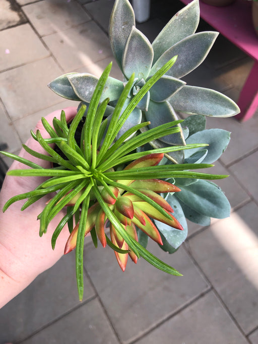 dst potted succulent Mixed succulent pots — Dutch Growers Regina