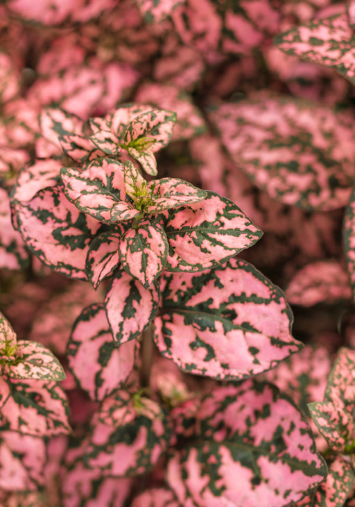 Hypoestes 'Hippo' series