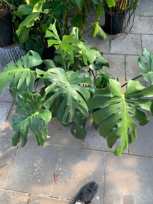 monstera deliciosa gondozása Monstera Deliciosa — Dutch Growers Regina