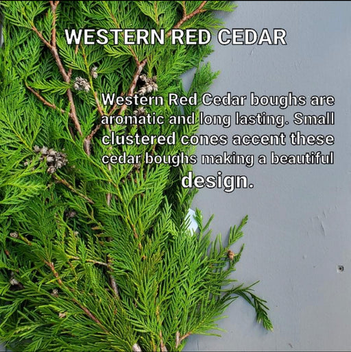 Western Red Cedar Boughs