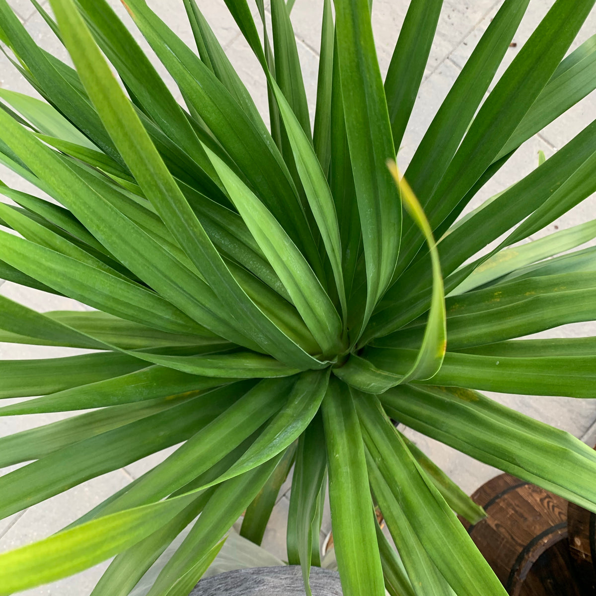 Dracaena Arborea — Dutch Growers Regina