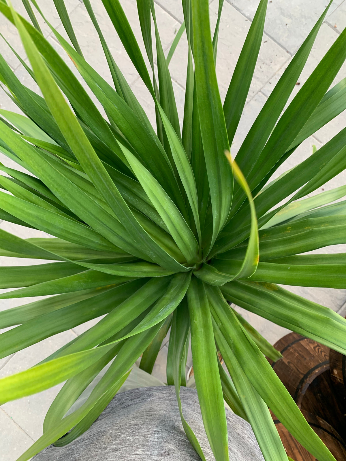 dracaena arborea common name Dracaena Arborea — Dutch Growers Regina