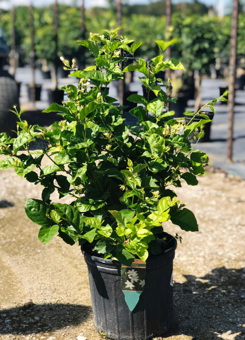 Jasmine plants — Dutch Growers Regina