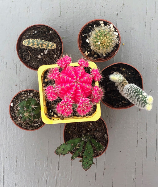 Growers Choice Cacti Collection