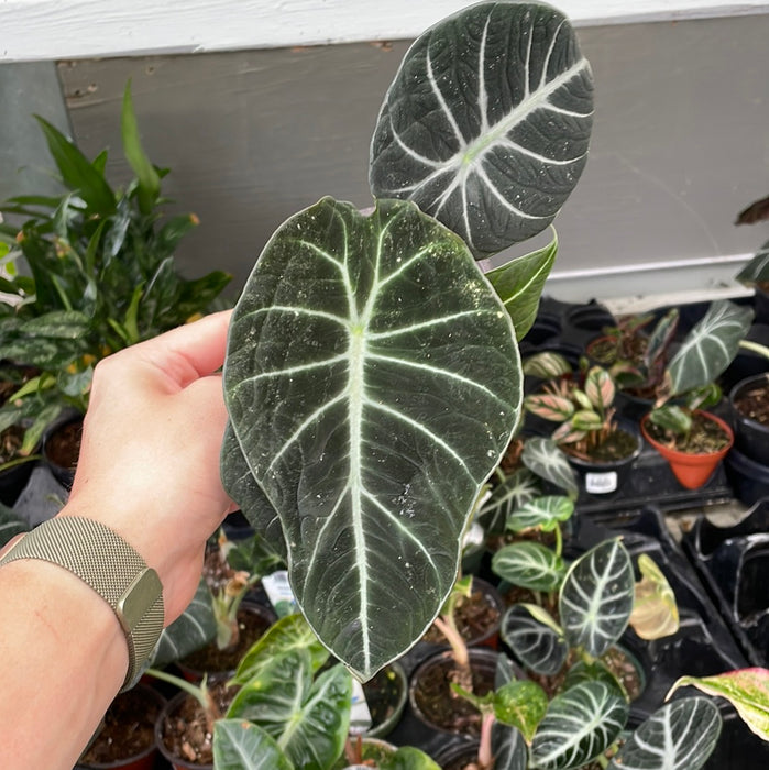 Alocasia Black Velvet