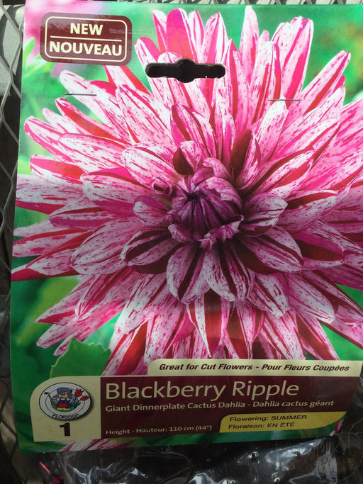 Dahlia Tuber- Blackberry Ripple