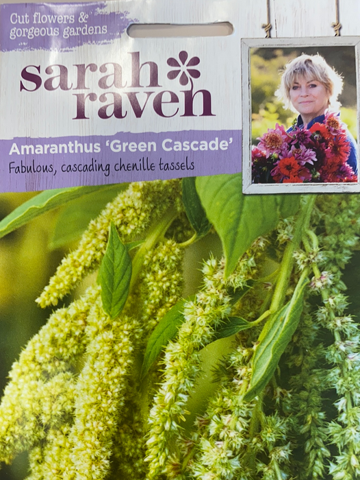 Amaranthus 'Green cascade; ' - Seed Packet- Sarah Raven