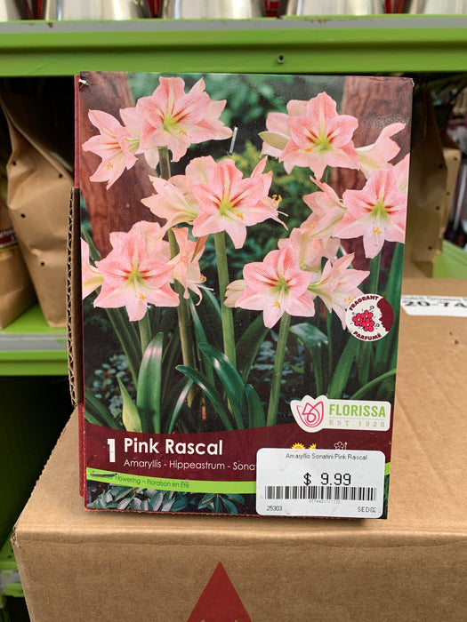 Hippeastrum-Pink Rascal