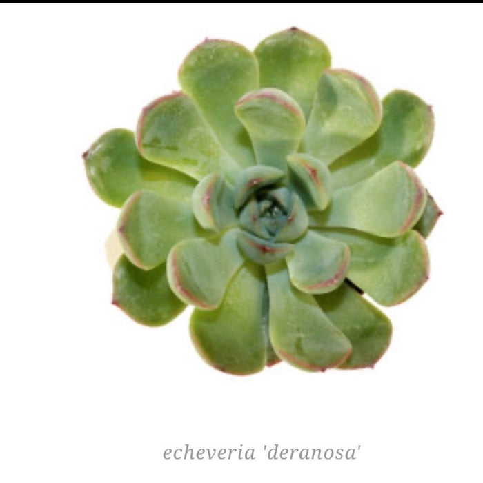 Echeveria Succulent mini 2” potted live succulent