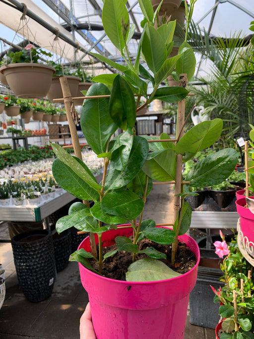 Mandevilla/Dipledenia plant