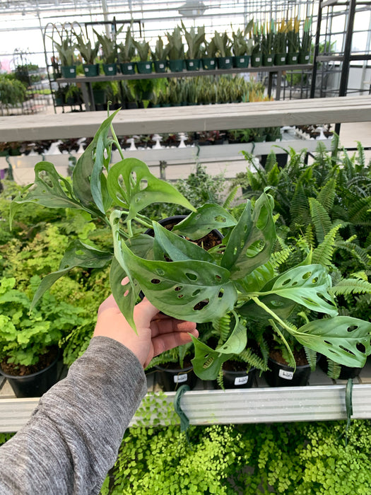 monstera adansonii sale Monstera Adansonii — Dutch Growers Regina
