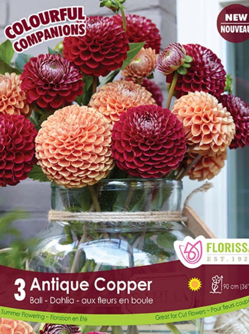 Dahlia Ball Type Antique Copper Mix