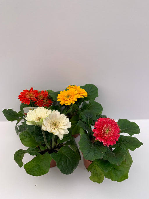 Gerbera Daisy