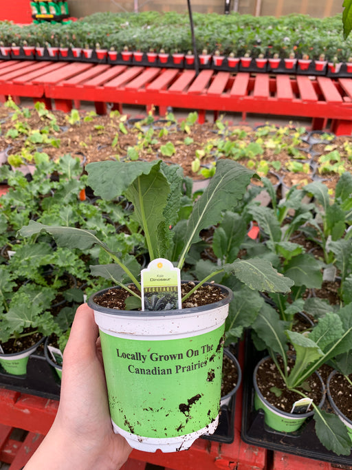 Kale plant 4” pot size