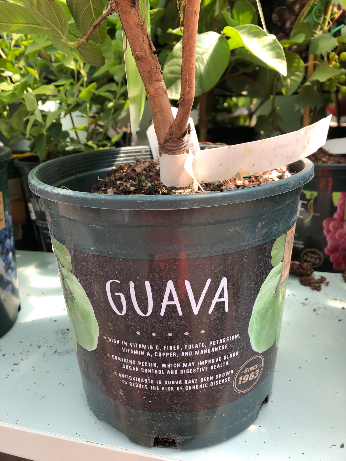 Guava plant — Dutch Growers Regina